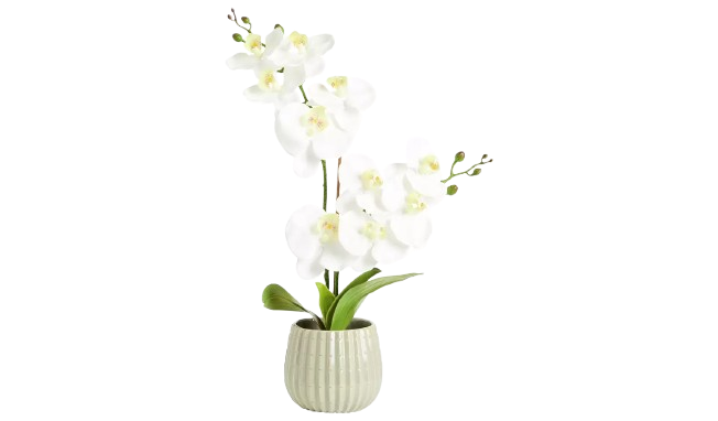Artificial White Orchids in Cream Ceramic Pot